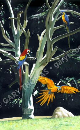 Macaws