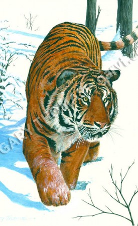 Siberian Tiger